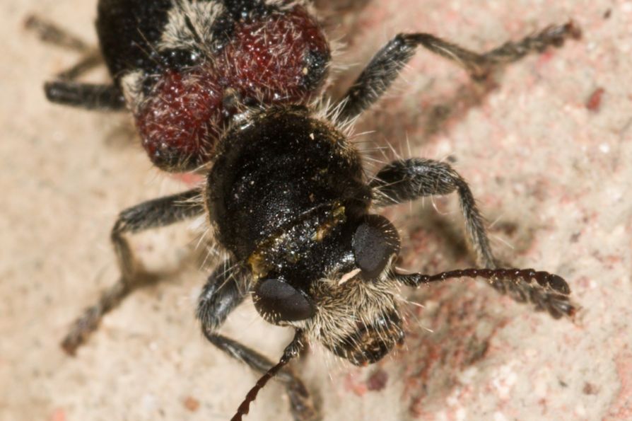 Clerus mutillarius